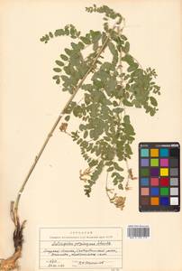 Астрагал повислоцветковый Lam., Сибирь, Дальний Восток (S6) (Россия)