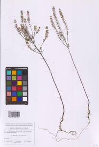 Клоповник густоцветковый Schrad., Восточная Европа, Московская область и Москва (E4a) (Россия)