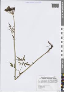 Остерикум Максимовича (F.Schmidt) Kitag., Сибирь, Дальний Восток (S6) (Россия)