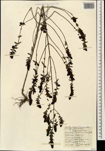 Зубчатка обыкновенная Moench, Кавказ, Абхазия (K4a) (Абхазия)