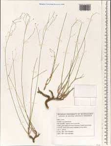 Bufonia macrocarpa Ser., Зарубежная Азия (ASIA) (Иран)