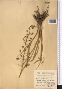 Eremurus soogdianus (Regel) Benth. & Hook.f., Средняя Азия и Казахстан, Западный Тянь-Шань и Каратау (M3) (Казахстан)