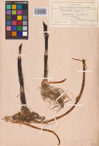 Лютик длиннолистный L., Восточная Европа, Средневолжский район (E8) (Россия)