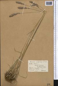 Koeleria spicata (L.) Barberá, Quintanar, Soreng & P.M.Peterson, Средняя Азия и Казахстан, Северный и Центральный Тянь-Шань (M4) (Киргизия)