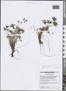 Манжетка альпийская L., Восточная Европа, Северный район (E1) (Россия)