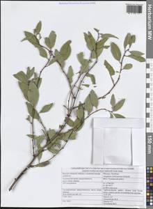 Prunus ledebouriana (Schltdl.) Y.Y.Yao, Средняя Азия и Казахстан, Джунгарский Алатау и Тарбагатай (M5) (Казахстан)