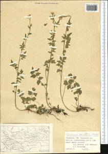 Cardamine densiflora Gontsch., Средняя Азия и Казахстан, Памир и Памиро-Алай (M2) (Таджикистан)