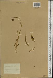 Silene uralensis subsp. apetala (L.) Bocquet, Сибирь, Прибайкалье и Забайкалье (S4) (Россия)