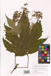 Таволга камчатская (Pall.) Maxim., Сибирь, Дальний Восток (S6) (Россия)