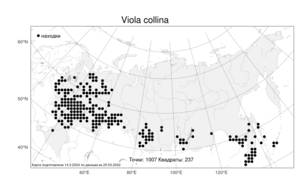 Viola collina, Фиалка холмовая Besser, Атлас флоры России (FLORUS) (Россия)