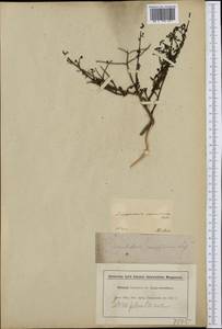 Scrophularia canina subsp. ramosissima (Loisel.) P. Fourn., Западная Европа (EUR) (Франция)