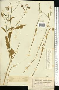 Rorippa × armoracioides (Tausch) Fuss, Восточная Европа, Московская область и Москва (E4a) (Россия)