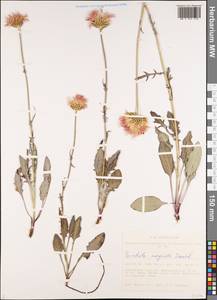 Klasea centauroides subsp. centauroides, Сибирь, Алтай и Саяны (S2) (Россия)