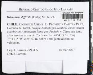 Ditrichum difficile (Duby) M. Fleisch., Гербарий мохообразных, Мхи - Америка (BAm) (Чили)