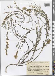 Genista abchasica Sachokia, Кавказ, Абхазия (K4a) (Абхазия)