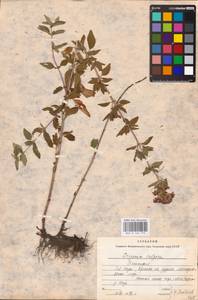 MHA 0 156 773, Душица обыкновенная L., Восточная Европа, Восточный район (E10) (Россия)