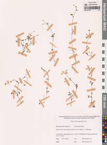 Лютик Гмелина DC., Сибирь, Чукотка и Камчатка (S7) (Россия)