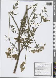 Oenanthe peucedanifolia Pollich, Западная Европа (EUR) (Португалия)