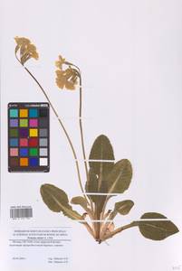 Первоцвет высокий (L.) L., Восточная Европа, Московская область и Москва (E4a) (Россия)
