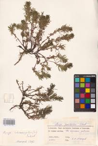 MHA 0 155 037, Живучка елочковидная  (L.) Schreb., Восточная Европа, Северо-Украинский район (E11) (Украина)