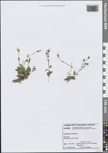 Ясколка полевая L., Сибирь, Центральная Сибирь (S3) (Россия)