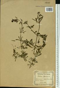 Подмаренник цепкий L., Восточная Европа, Северо-Украинский район (E11) (Украина)