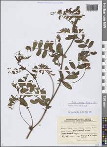 Горошек приятный Fisch. ex Ser., Сибирь, Дальний Восток (S6) (Россия)