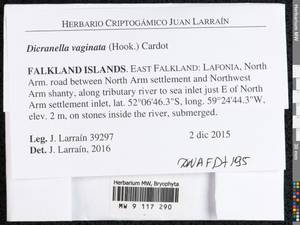 Dicranella vaginata (Hook.) Cardot, Гербарий мохообразных, Мхи - Америка (BAm) (Фолклендские острова)