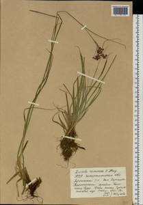 Ожика дубравная (Lam.) Dandy & Wilmott, Восточная Европа, Западно-Украинский район (E13) (Украина)