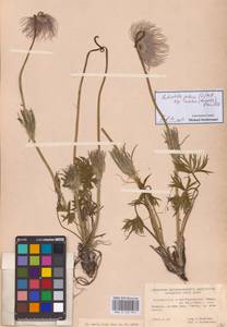 Прострел раскрытый, Восточная Европа, Северо-Западный район (E2) (Россия)