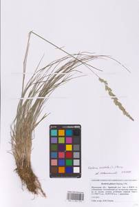 Тонконог пирамидальный (Lam.) P.Beauv., Восточная Европа, Московская область и Москва (E4a) (Россия)