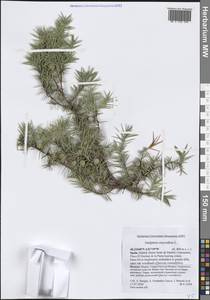 Можжевельник колючий L., Западная Европа (EUR) (Испания)