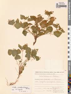 Фиалка сахалинская H.Boissieu, Сибирь, Чукотка и Камчатка (S7) (Россия)