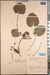 Болотоцветник щитковый (S. G. Gmel.) Kuntze, Сибирь, Западная Сибирь (S1) (Россия)