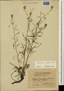 Centaurea alba subsp. sterilis (Stev.) Mikheev, Крым (KRYM) (Россия)