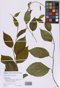 Лимонник китайский (Turcz.) Baill., Восточная Европа, Центральный район (E4) (Россия)