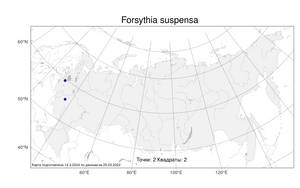 Forsythia suspensa (Thunb.) Vahl, Атлас флоры России (FLORUS) (Россия)