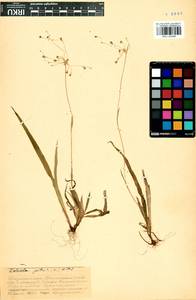 Ожика волосистая (L.) Willd., Сибирь, Прибайкалье и Забайкалье (S4) (Россия)