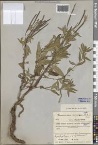 Иван-чай широколистный (L.) Sweet, Сибирь, Прибайкалье и Забайкалье (S4) (Россия)