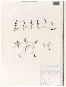 Pilea microphylla (L.) Liebm., Зарубежная Азия (ASIA) (Вьетнам)