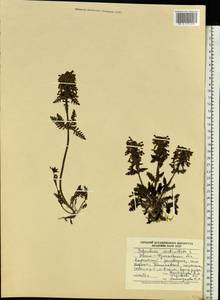 Мытник мутовчатый L., Восточная Европа, Западно-Украинский район (E13) (Украина)