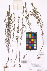 MHA 0 161 826, Очанка прямая J.P.Wolff ex J.F.Lehm., Восточная Европа, Центральный район (E4) (Россия)