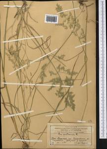 Мятлик луговой L., Средняя Азия и Казахстан, Западный Тянь-Шань и Каратау (M3) (Казахстан)