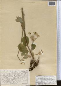 Володушка золотистая Fisch., Средняя Азия и Казахстан, Северный и Центральный Тянь-Шань (M4) (Киргизия)