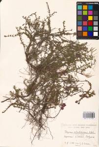 MHA 0 156 860, Тимьян Палласа, Чабрец Палласа Heinr.Braun, Восточная Европа, Южно-Украинский район (E12) (Украина)