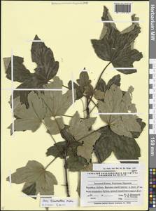 Acer heldreichii subsp. trautvetteri (Medw.) A.E.Murray, Кавказ, Ставропольский край, Карачаево-Черкесия, Кабардино-Балкария (K1b) (Россия)