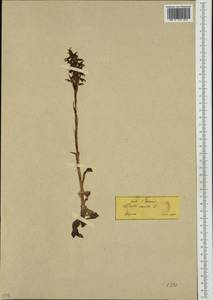 Anacamptis sancta (L.) R.M.Bateman, Pridgeon & M.W.Chase, Зарубежная Азия (ASIA) (Турция)