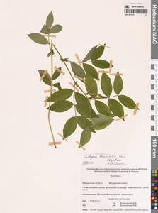 Чина Комарова Ohwi, Сибирь, Чукотка и Камчатка (S7) (Россия)