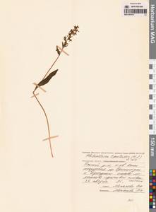 Любка комарниковая (L.f.) Lindl., Сибирь, Чукотка и Камчатка (S7) (Россия)