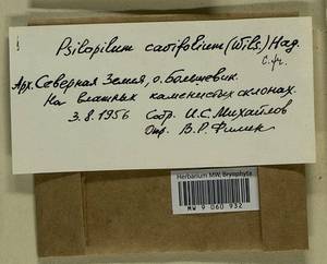 Psilopilum cavifolium (Wilson) I. Hagen, Гербарий мохообразных, Мхи - Красноярский край, Тыва и Хакасия (B17) (Россия)